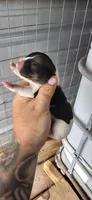 Female #3, a female Beagle for sale in Jamesville, NC – 4 of 9