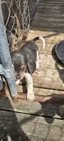 Blue Female pocket , a female Beagle for sale in Jamesville, NC – 5 of 9