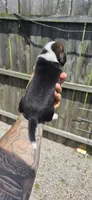 Litter 2 Ch. Bloodline Pocket beagle Male#3, a male Beagle for sale in Jamesville, NC – 3 of 10