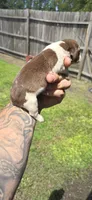 Ch. Show bloodline Pocket female #3, a female Beagle for sale in Jamesville, NC – 7 of 10