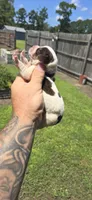 Ch. Show bloodline Pocket female #2, a female Beagle for sale in Jamesville, NC – 6 of 10