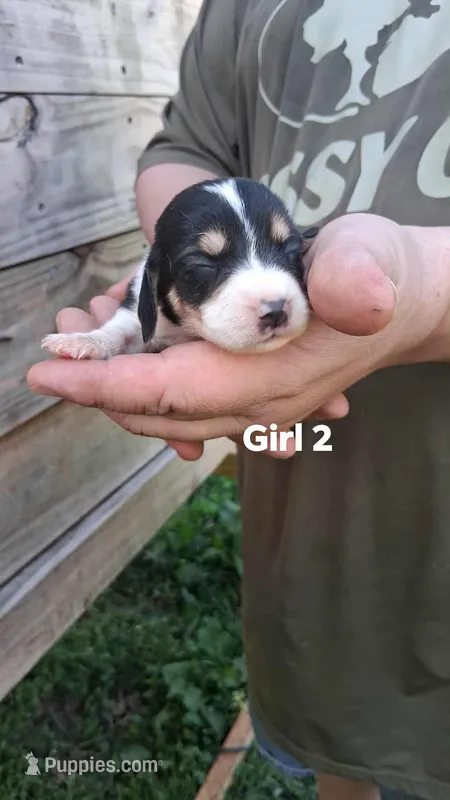 Akc registered pocket female #2 – Beagle puppy on hold in Jamesville, NC