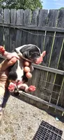 Litter 2 Pocket Male#3, a male Beagle for sale in Jamesville, NC – 6 of 10