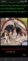 Pocket Male#3, a male Beagle for sale in Jamesville, NC – 9 of 10