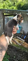 Male#1, a female Beagle for sale in Jamesville, NC – 3 of 7