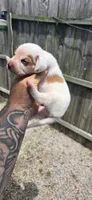 Litter 2 Ch. Bloodline Pocket beagle Male#2, a male Beagle for sale in Jamesville, NC – 4 of 10