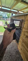 Pocket Male#2, a male Beagle for sale in Jamesville, NC – 3 of 10