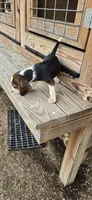  Ch. Show Bloodline Pocket beagle Male #1, a male Beagle for sale in Jamesville, NC – 5 of 9