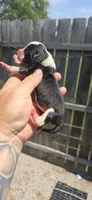 Litter two pocket Female #2, a female Beagle for sale in Jamesville, NC – 6 of 10
