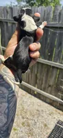 Litter two Pocket Male #5, a male Beagle for sale in Jamesville, NC – 2 of 10