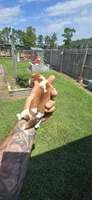 Litter 1 Pocket Male#3, a male Beagle for sale in Jamesville, NC – 5 of 9