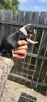 Litter two pocket Female #2, a female Beagle for sale in Jamesville, NC – 7 of 10