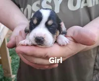 Akc Champion bloodline pocket female #1, a female Beagle for sale in Jamesville, NC – Photo 1 of 6