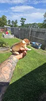 Litter 1 Pocket Male#2, a male Beagle for sale in Jamesville, NC – 5 of 9