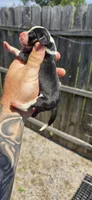 Litter two Pocket Male #5, a male Beagle for sale in Jamesville, NC – 4 of 10