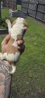 Ch. Show bloodline Pocket female #4, a female Beagle for sale in Jamesville, NC – 2 of 10