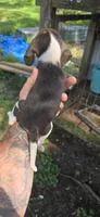 Male#1, a female Beagle for sale in Jamesville, NC – 7 of 7