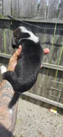 Litter 2 Ch. Bloodline Pocket beagle Male#3, a male Beagle for sale in Jamesville, NC – 8 of 10