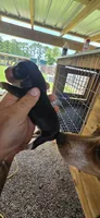 Pocket Male#2, a male Beagle for sale in Jamesville, NC – 8 of 10