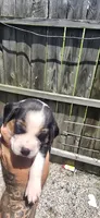 Litter two Ch. Bloodline Pocket beagle Male #5, a male Beagle for sale in Jamesville, NC – 7 of 10