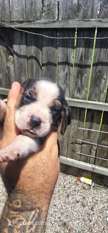 Litter two Pocket Male #5 – Beagle puppy for sale in Jamesville, NC