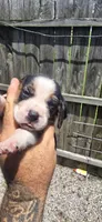 Litter two Ch. Bloodline Pocket beagle Male #5, a male Beagle for sale in Jamesville, NC – 1 of 10