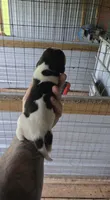 Standard Female #2, a female Beagle for sale in Jamesville, NC – 3 of 10