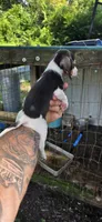 Pocket Female #1, a female Beagle for sale in Jamesville, NC – 3 of 9