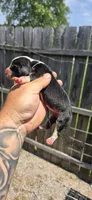 Litter 2 Pocket Male#3, a male Beagle for sale in Jamesville, NC – 3 of 10