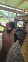 Pocket Male#3, a male Beagle for sale in Jamesville, NC – 3 of 10