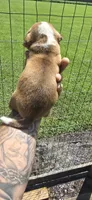 Litter 1 Ch. Bloodline Pocket beagle Male#1, a male Beagle for sale in Jamesville, NC – 7 of 10