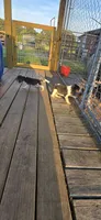 Blue Female pocket , a female Beagle for sale in Jamesville, NC – 7 of 9