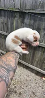 Litter 2 Ch. Bloodline Pocket beagle Male#2, a male Beagle for sale in Jamesville, NC – 2 of 10
