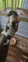 Standard Litter two Male #2, a male Beagle for sale in Jamesville, NC – 4 of 10