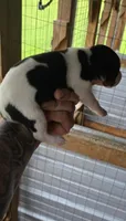 Standard Female #2, a female Beagle for sale in Jamesville, NC – 5 of 10