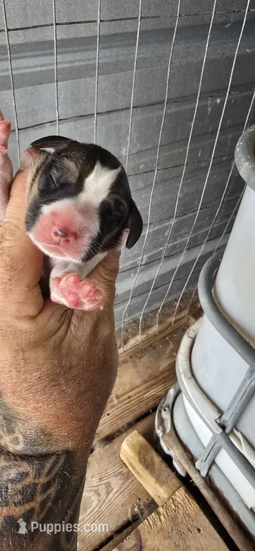 Male #1 – Beagle puppy for sale in Jamesville, NC