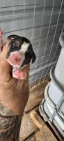 Male #1, a male Beagle for sale in Jamesville, NC – 1 of 9