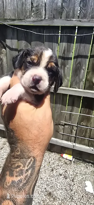 Litter 2 Pocket Male#3 – Beagle puppy for sale in Jamesville, NC