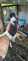 Pocket Female #1, a female Beagle for sale in Jamesville, NC – 7 of 9