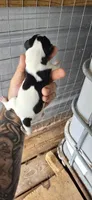 Female #1, a female Beagle for sale in Jamesville, NC – 8 of 8