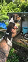 Female #3, a female Beagle for sale in Jamesville, NC – 6 of 8