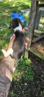 Female #2 , a female Beagle for sale in Jamesville, NC – 4 of 8