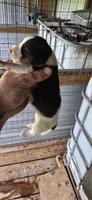 Standard Female #2, a female Beagle for sale in Jamesville, NC – 9 of 10