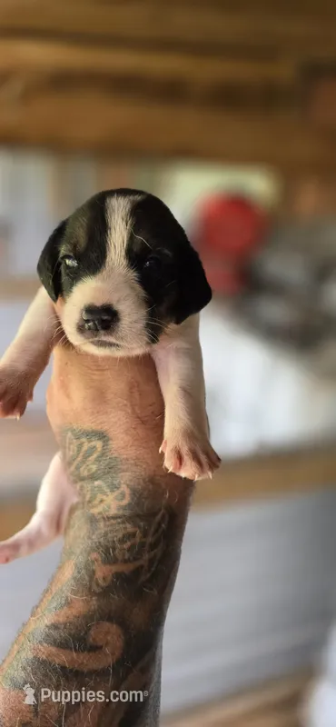 Standard Female#1 – Beagle puppy for sale in Jamesville, NC