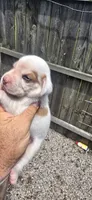 Litter 2 Ch. Bloodline Pocket beagle Male#2, a male Beagle for sale in Jamesville, NC – 8 of 10