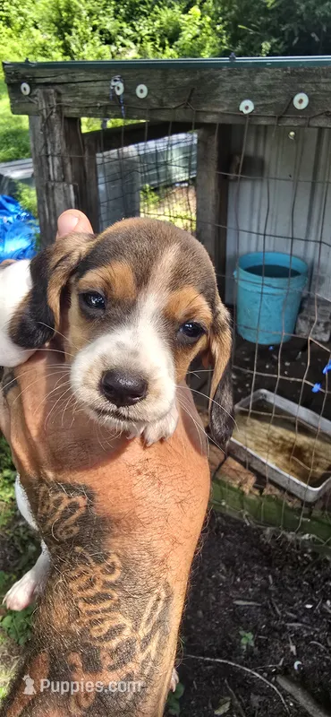 Male#1 – Beagle puppy for sale in Jamesville, NC