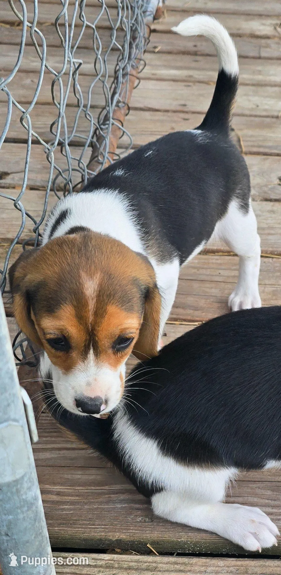 Akc Champion bloodline pocket female , a female Beagle for sale in Jamesville, NC – Photo 3 of 7
