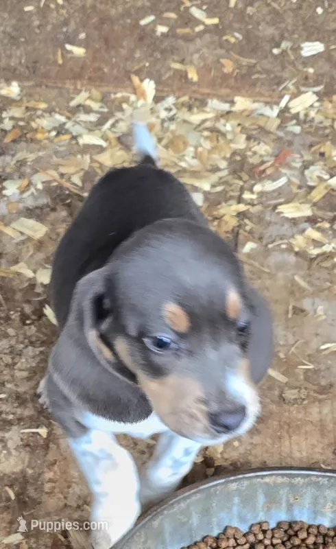 Blue pocket male#2 – Beagle puppy for sale in Jamesville, NC