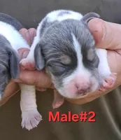Blue pocket male#2, a male Beagle for sale in Jamesville, NC – Photo 2 of 3