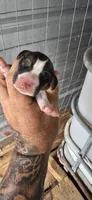 Male #1, a male Beagle for sale in Jamesville, NC – 5 of 9